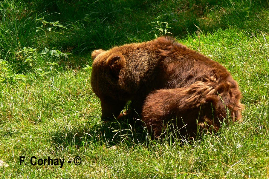 Ursus sp. (ours)